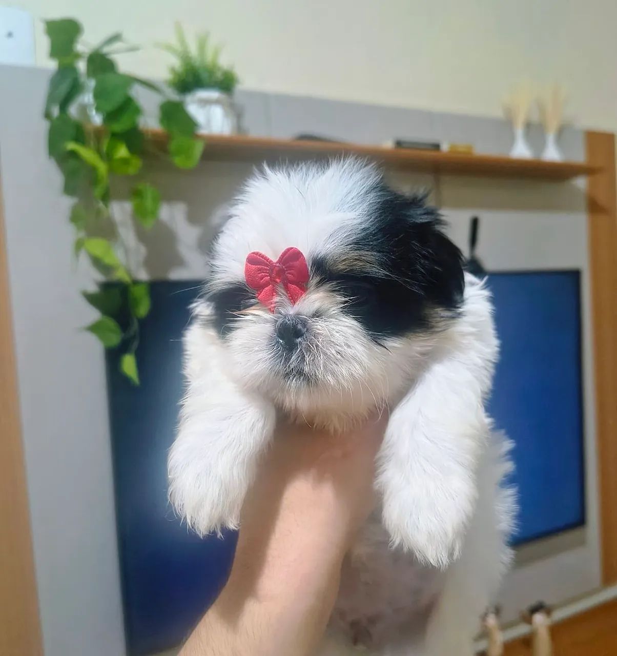 Fêmea Shih Tzu micro  - Foto 2