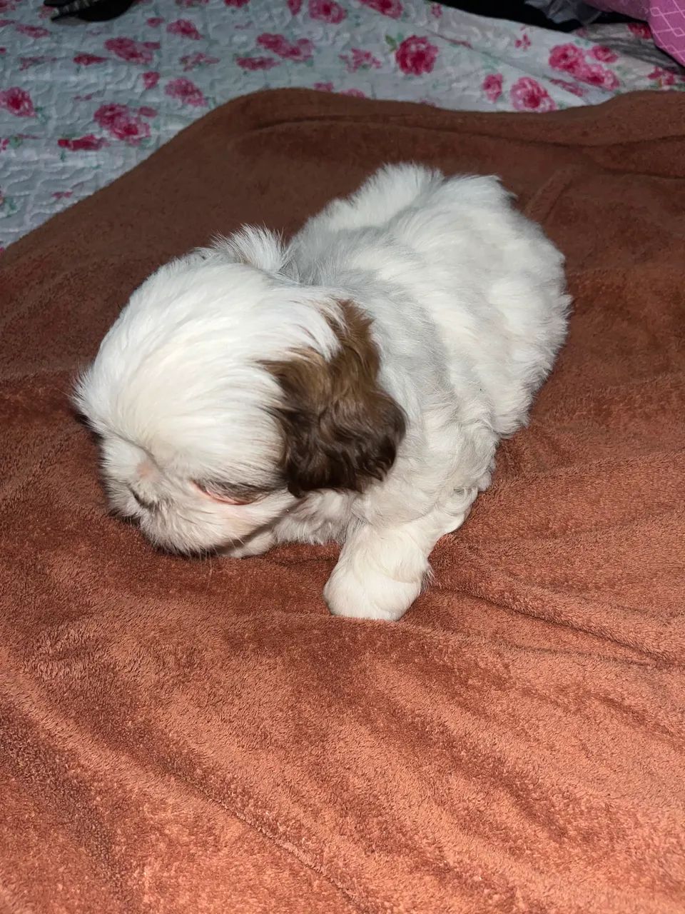 Shitzu mini macho fígado 