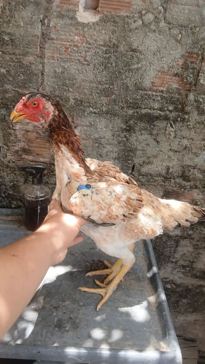 Aves  - Foto 4