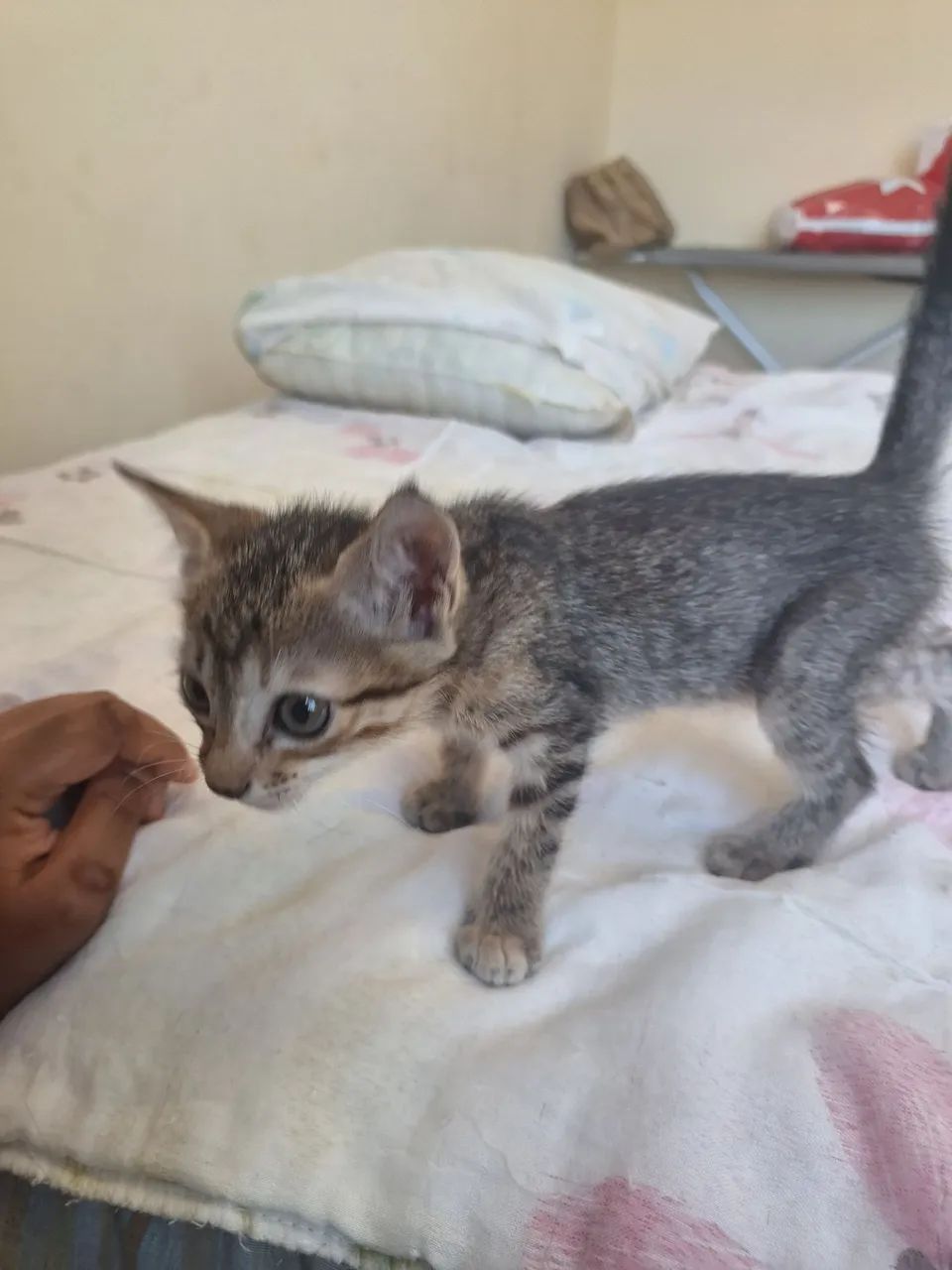 DOAÇÃO GATA FÊMEA FILHOTE - Foto 4