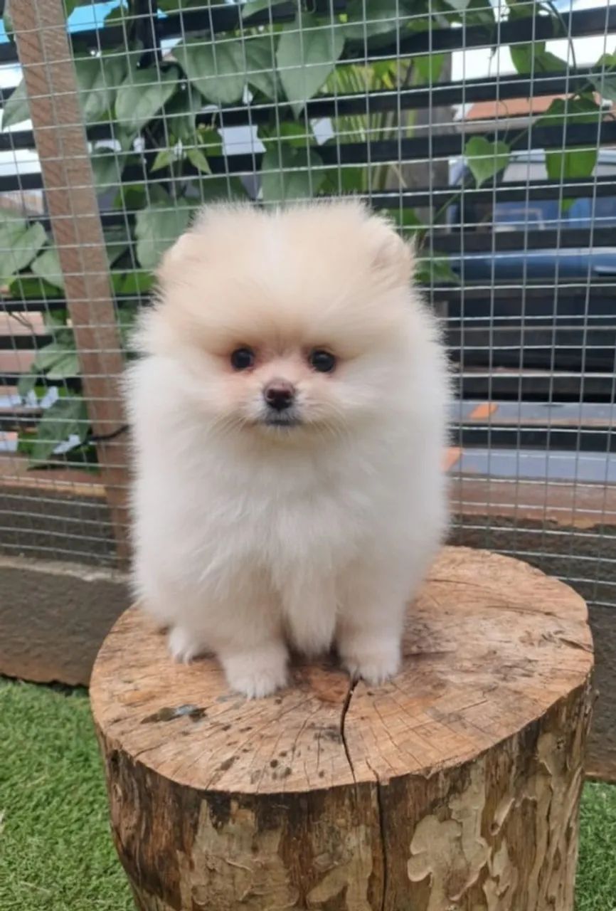 SPITZ ALEMÃO FEMEA 