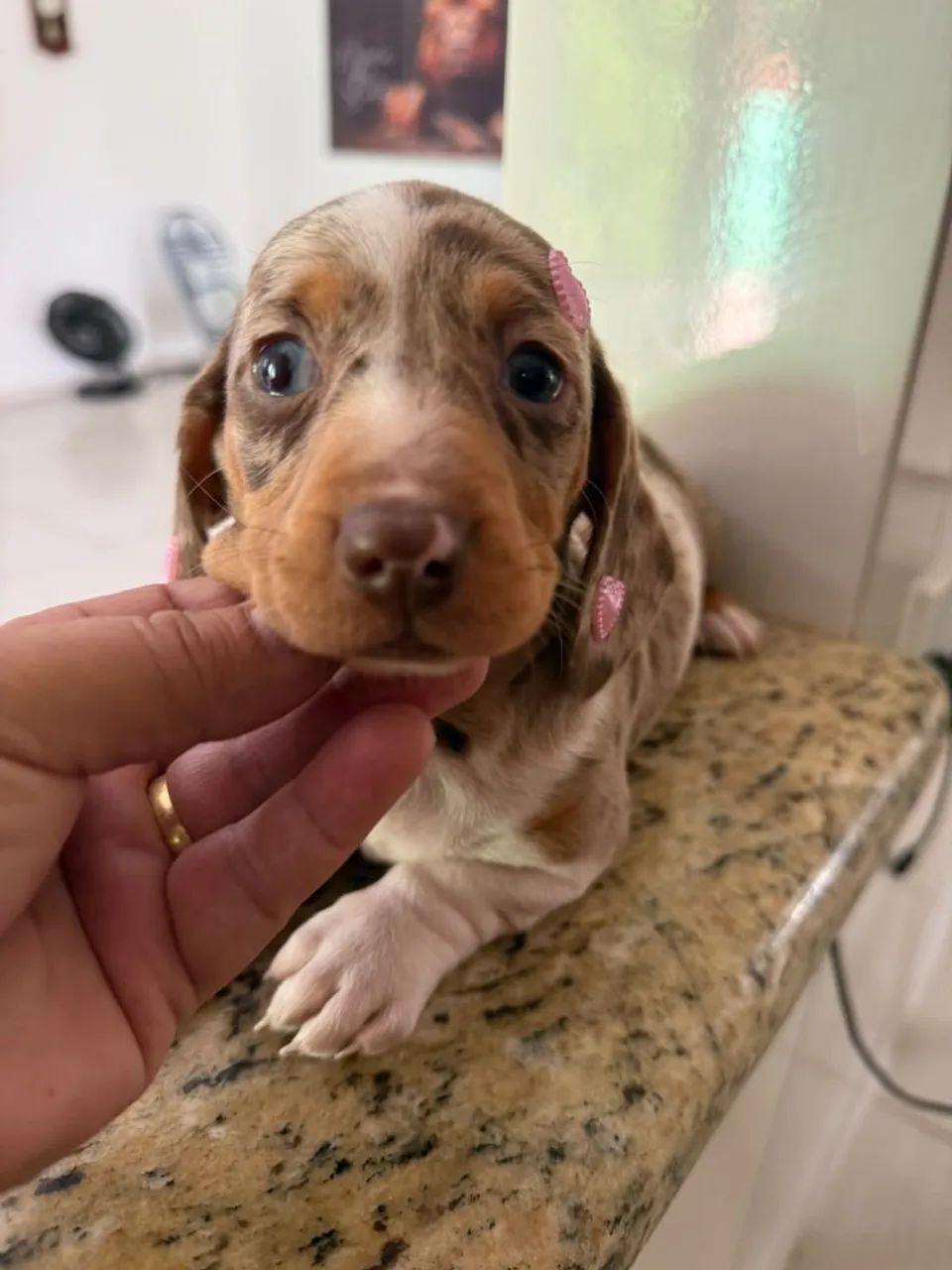 Dachshund /teckel/ salchicha  - Foto 3
