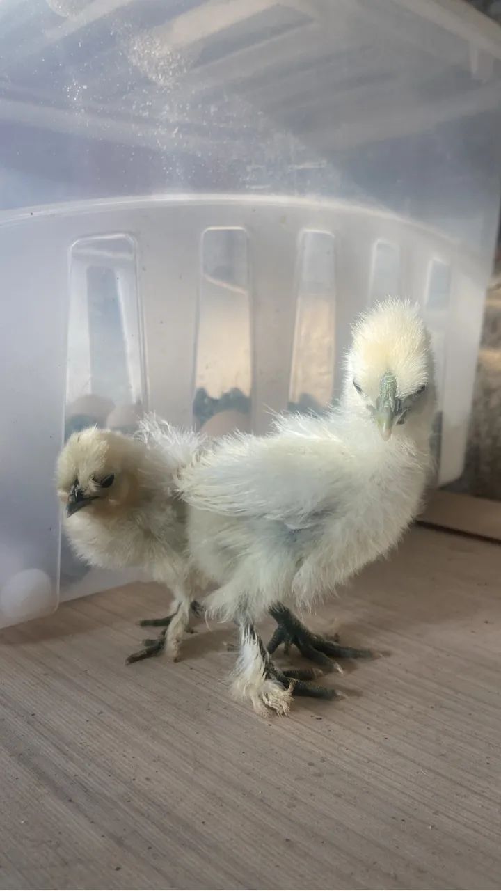 Sedosa do Japão  - Foto 2