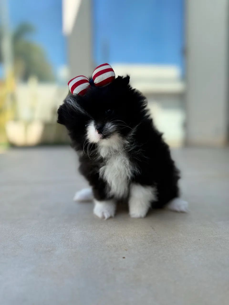 Lulu da Pomerania Anão  - Foto 2
