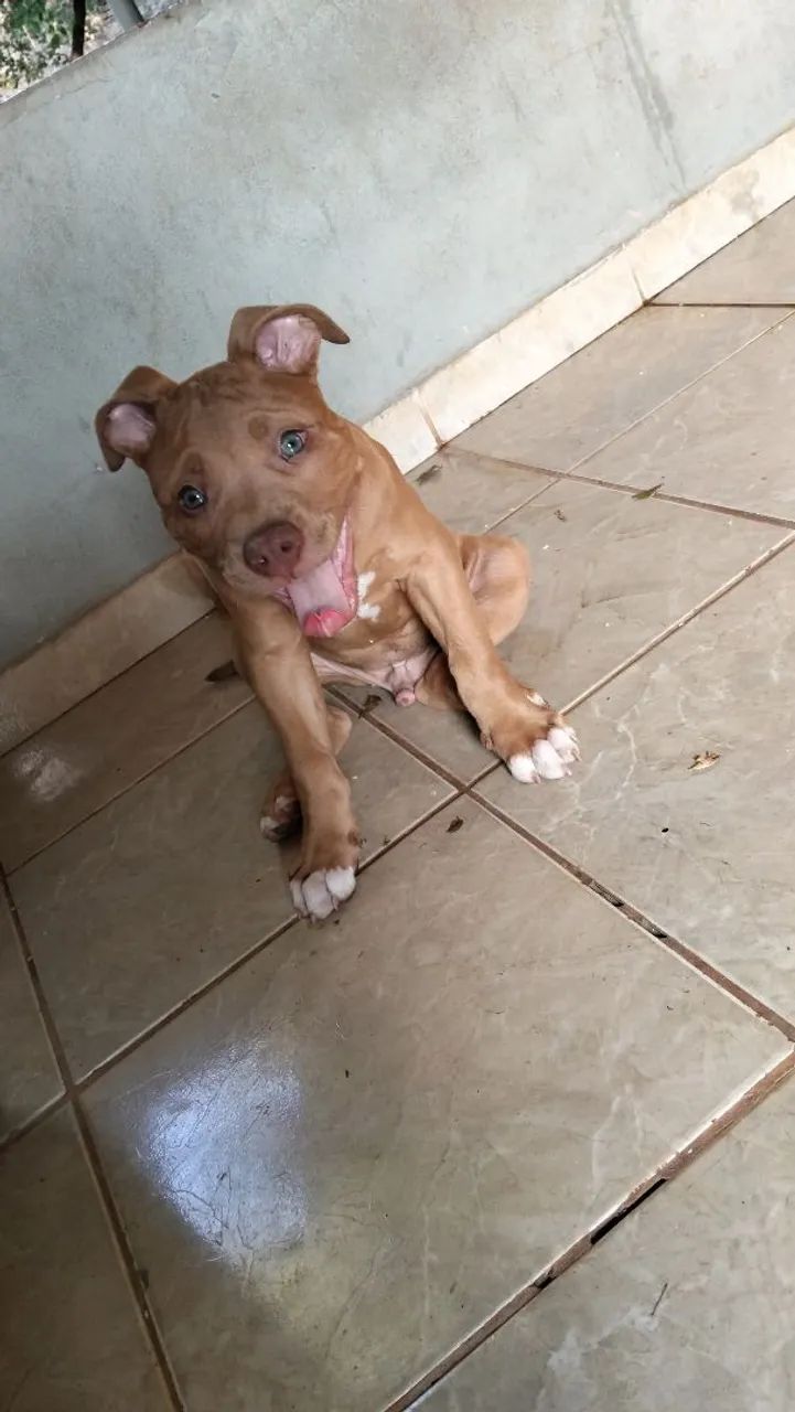 Vendo Pit Monster puro