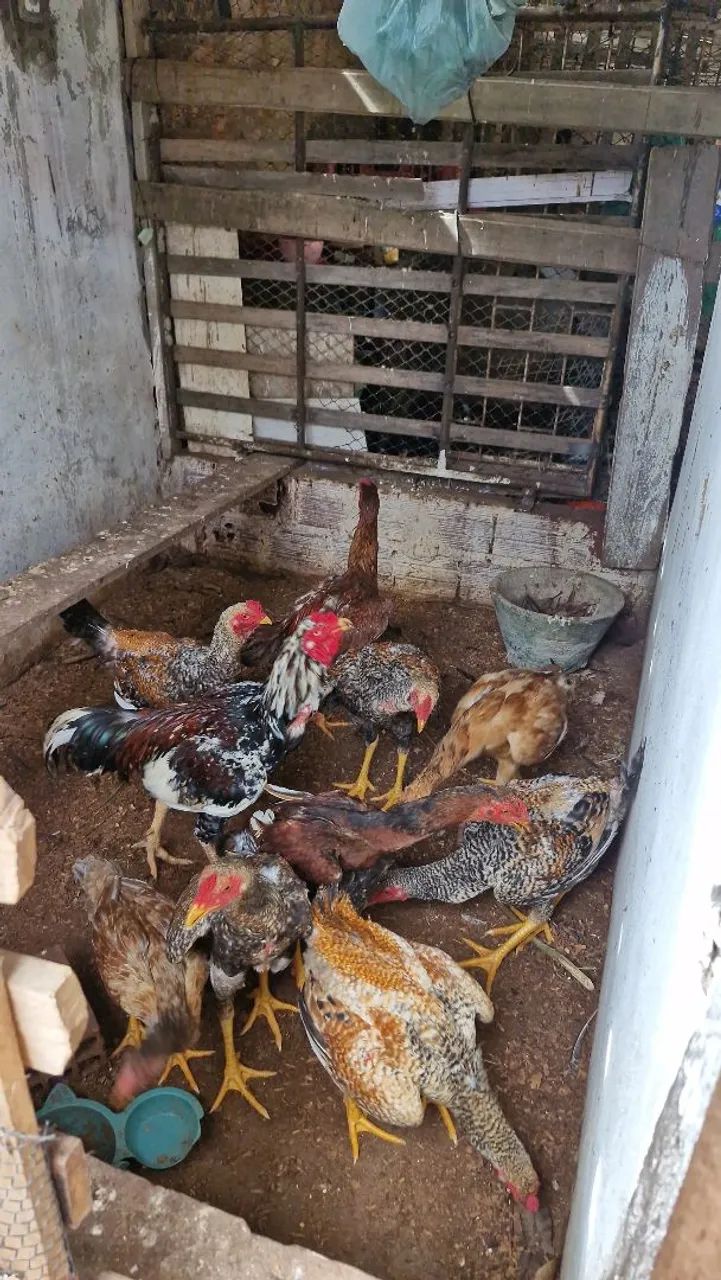 Vende se frangos cariocas misturado com Índio gigante 