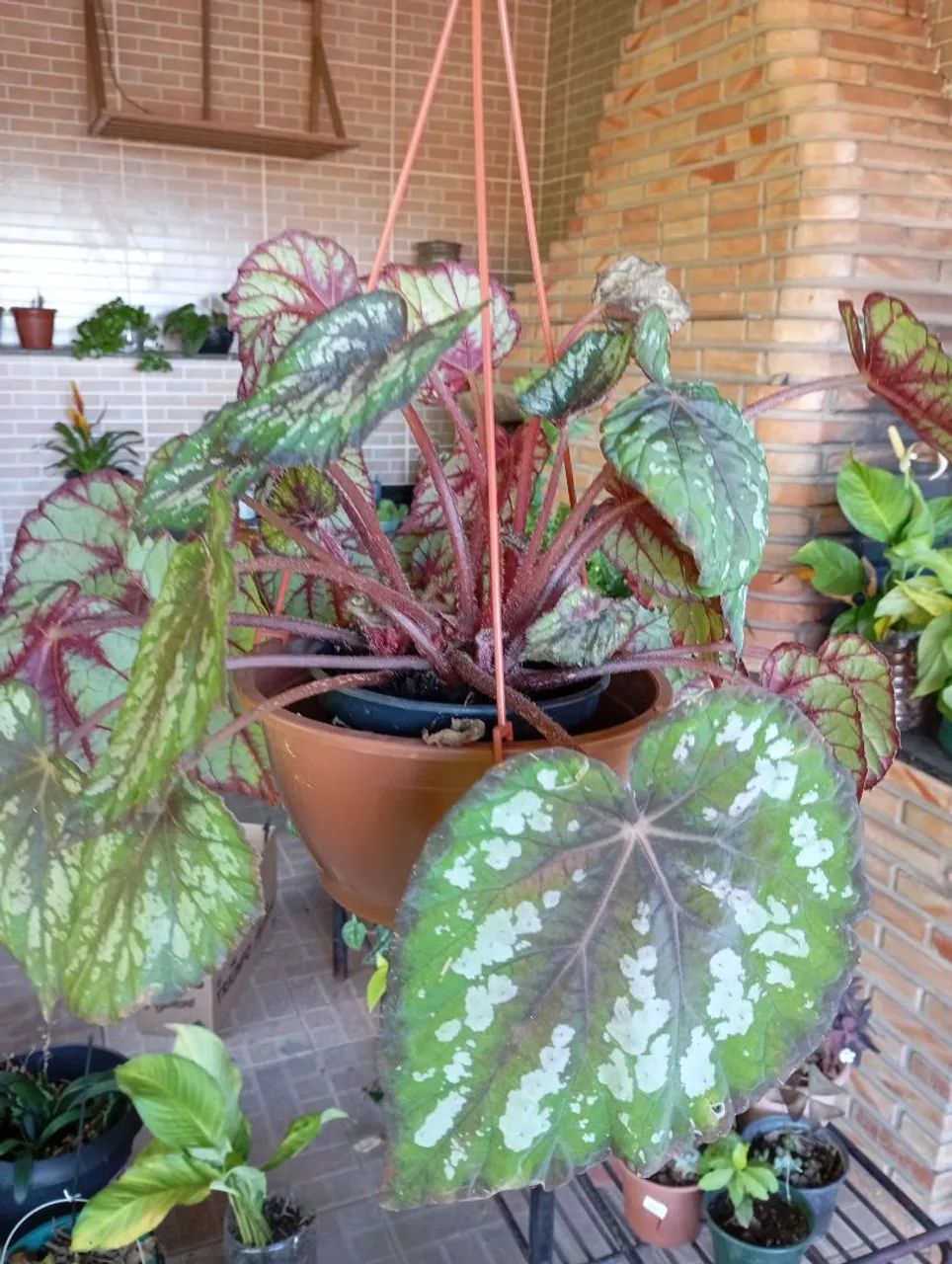 Sementes e plantas  - Foto 4
