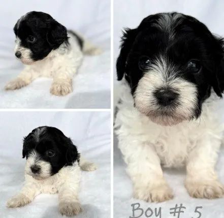 Cachorro doguinho poodle com shitzu