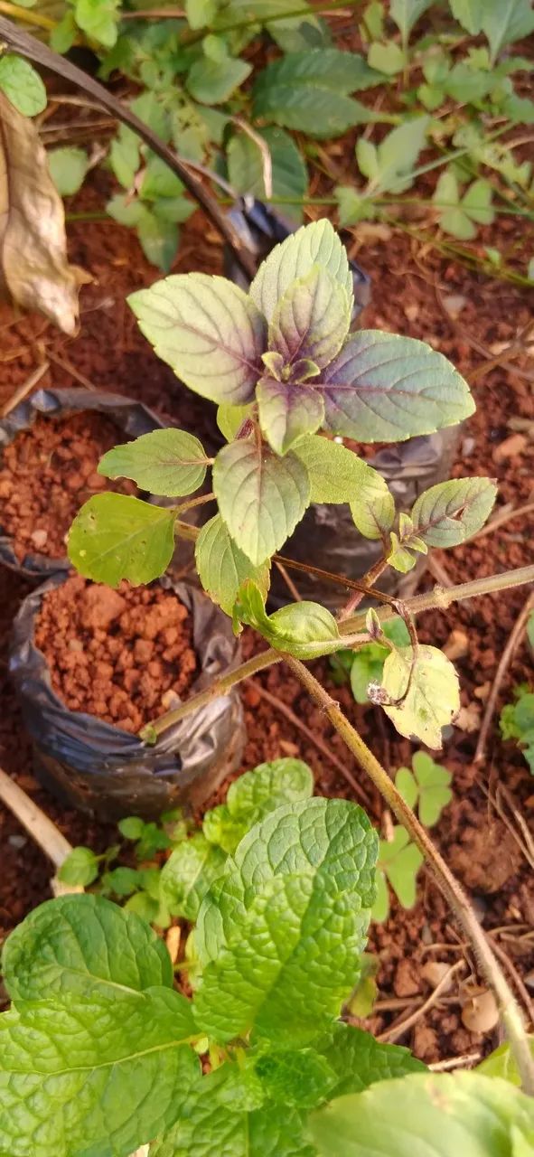 Vende-se mudas de árvores frutíferas e hortaliças  - Foto 2