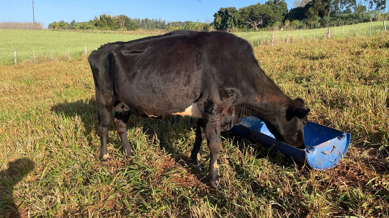 Vaca  - Foto 2