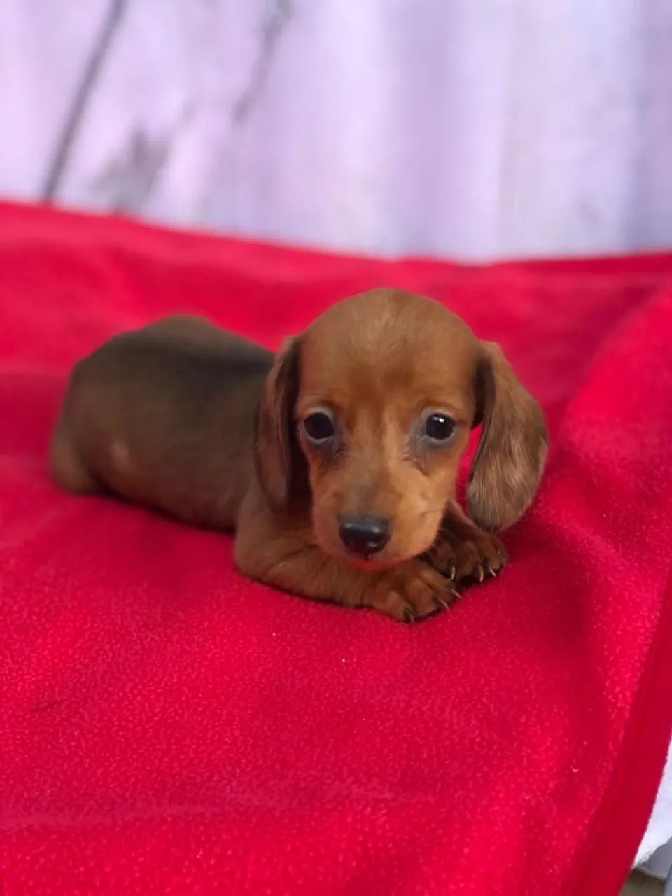 Dachshund  - Foto 4
