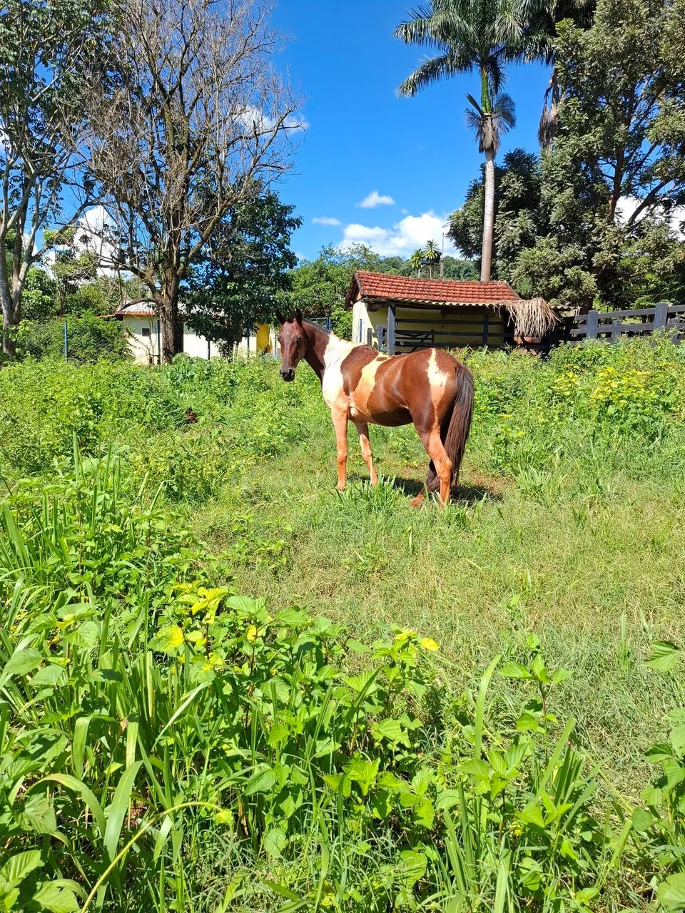 Égua pampa linda  - Foto 3