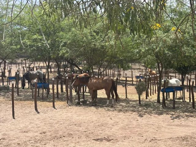 Curta as férias!! Aluguel Casa com Piscina em Gravatá | Condomínio Fazenda | Família - Foto 14