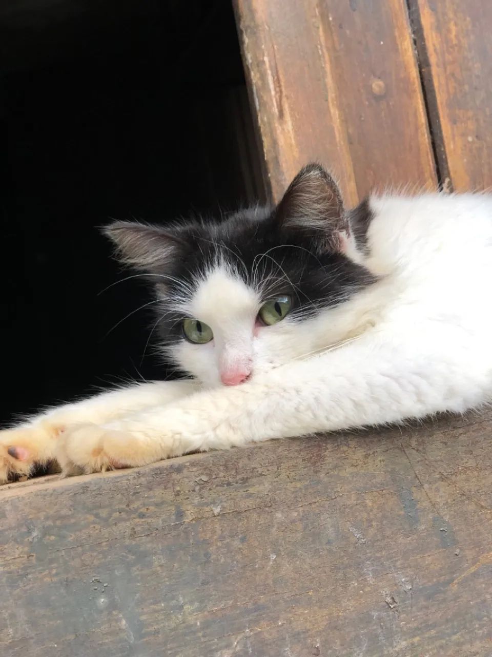 Gata castrada (adoção) 