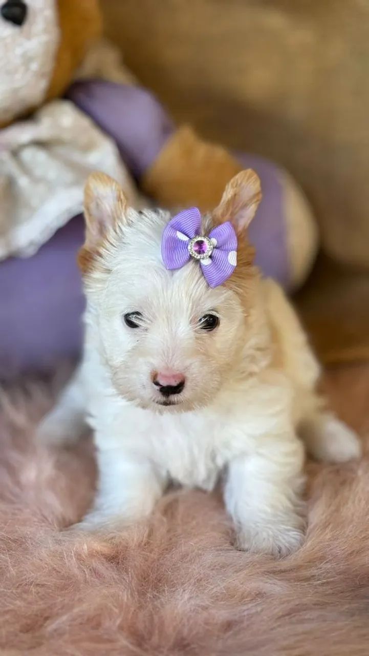 York Goldust Fêmea - Foto 5