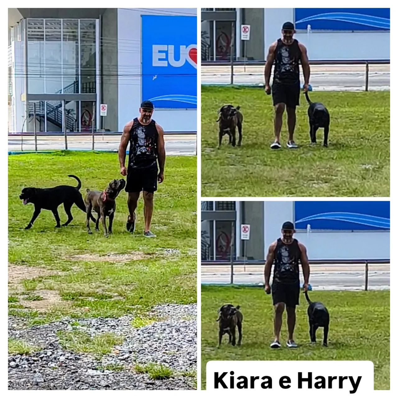 Cane corso Italiano  - Foto 2