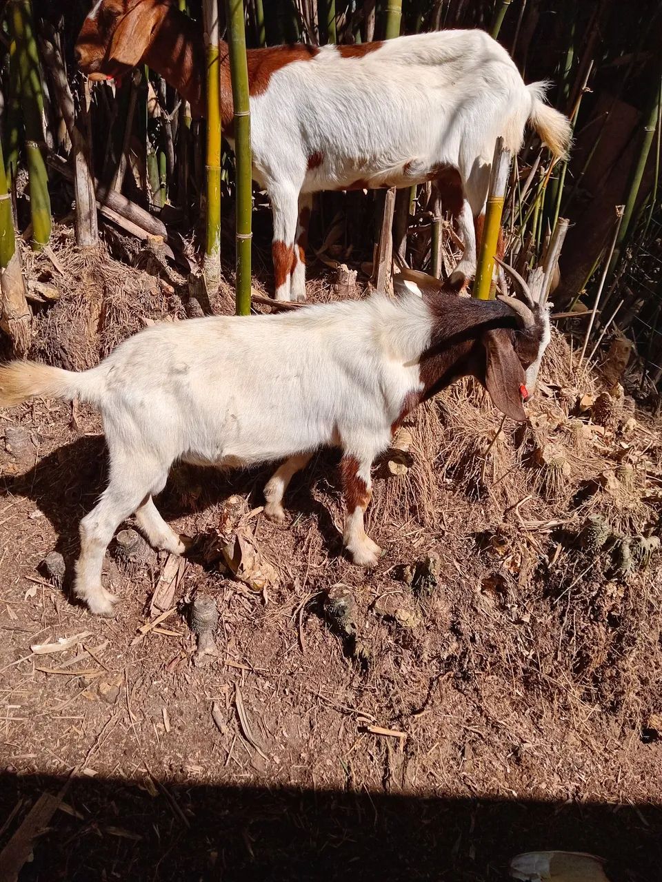 Vendo bodinhos  - Foto 2