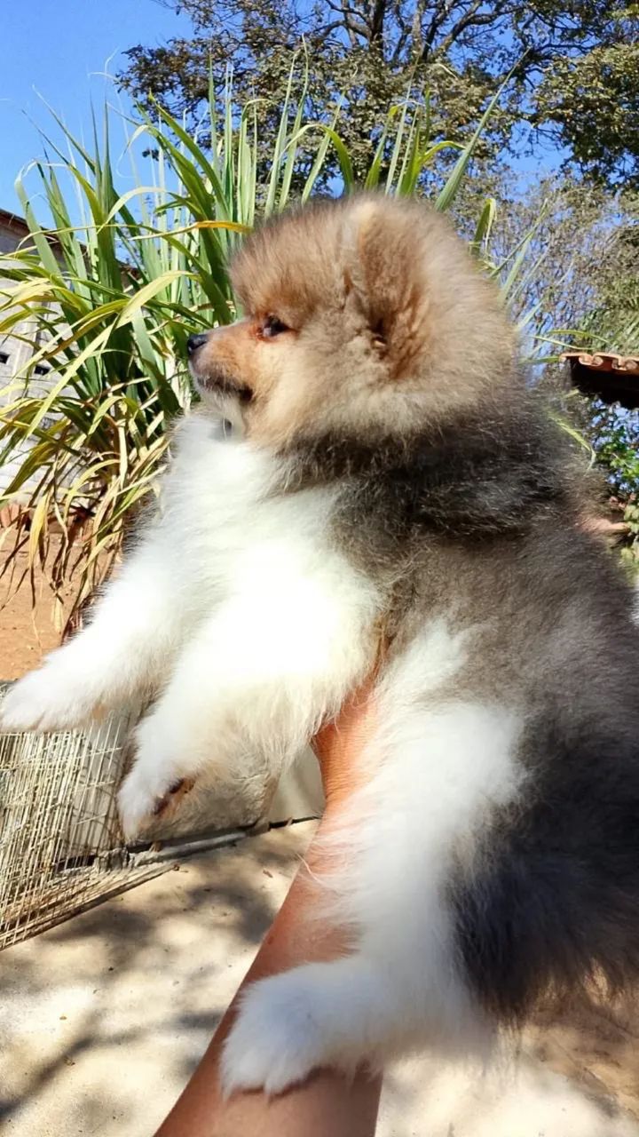Cachorro Spitz alemão - Foto 2
