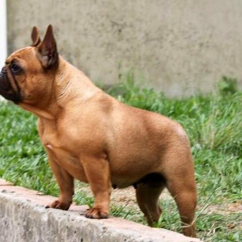Bull Terrier [kennel Mafia do Bull - Foto 3