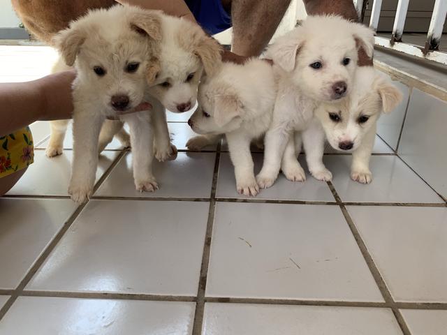 Vendo filhotes de Akita - Foto 6