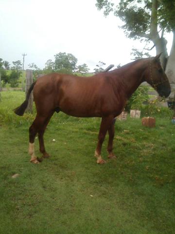Vendo Cavalo