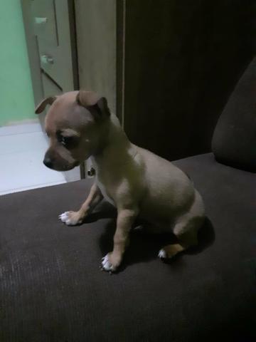 Vende-se pinscher n 1 fêmea