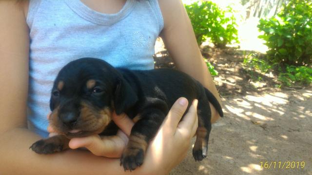 Vendo filhotes Basset (Cofap) - Foto 3