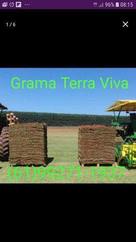 Grama terra viva