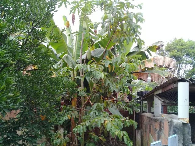 Pequeno sítio de 720 m2, todo plantado em Itambi - Foto 7