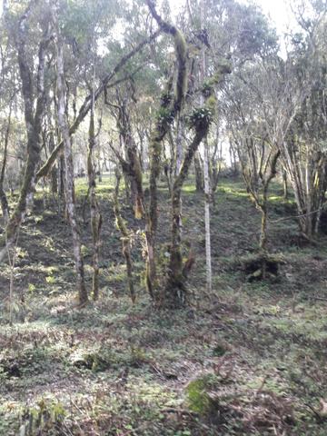Chácara em tijucas do sul - Foto 2