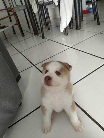 HUSKY siberiano Marrom dos olhos azuus - Foto 2