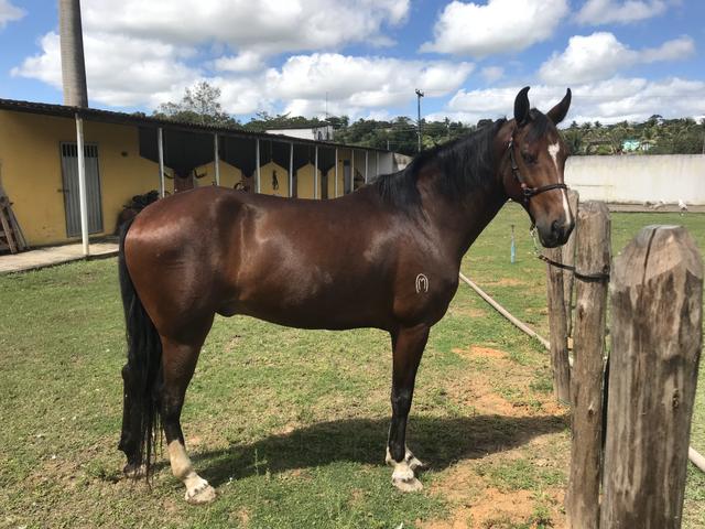 Vende-se ou troca-se cavalo mangalarga machador - Foto 4