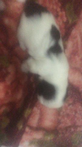Animais de estimação(cachorro) da raça poodle - Foto 3