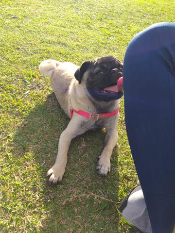 Vendo Pug