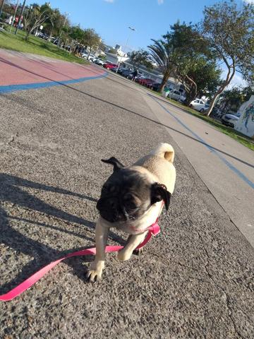 Vendo Pug - Foto 5