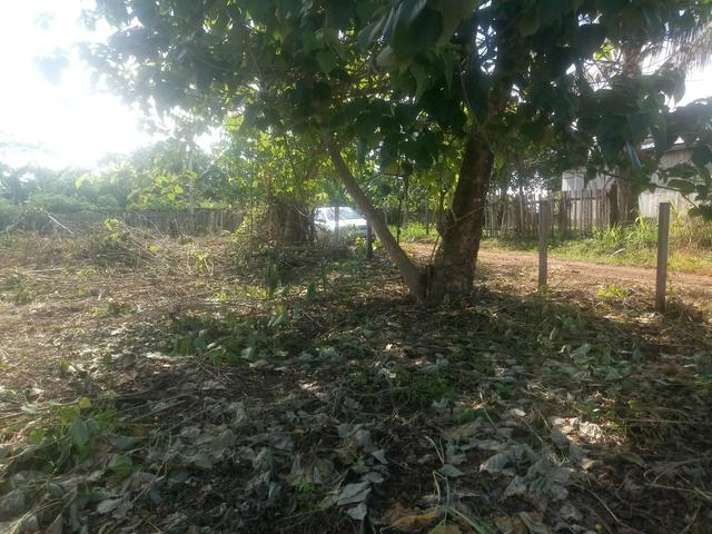 Vendo uma chacara top - Foto 3