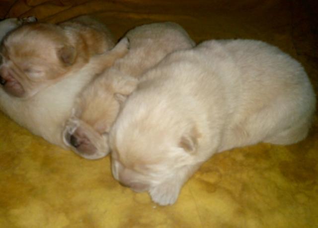 Lindos filhotes Chow Chow porte americano linhagem maravilhosa