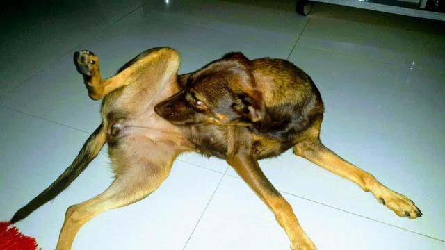Cachorra para doação