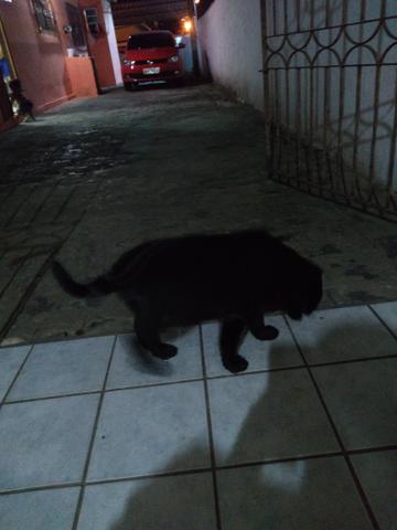 Cachorro