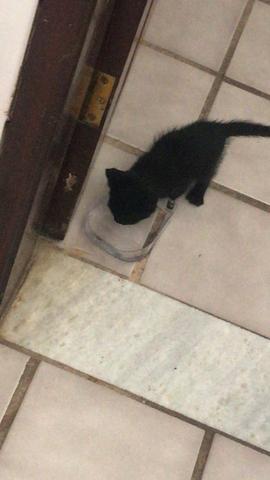 Gatinho filhote para adoção responsável - Foto 2