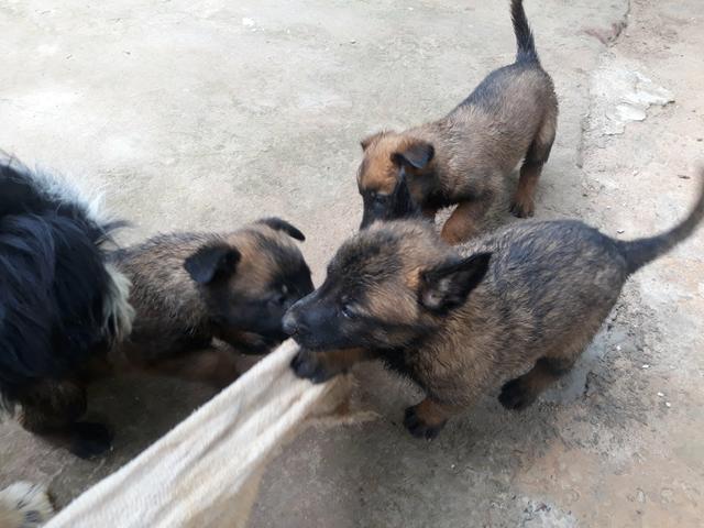 Pastor Belga Malinois - Foto 3