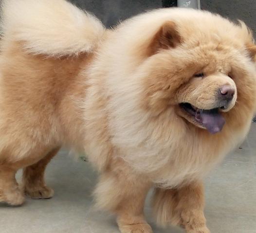Lindos filhotes Chow Chow porte americano linhagem maravilhosa - Foto 2