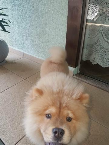 Chow Chow - Foto 2