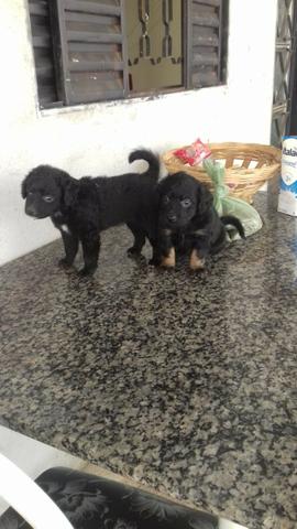 Filhote cachorro poodle + chow chow - Foto 3