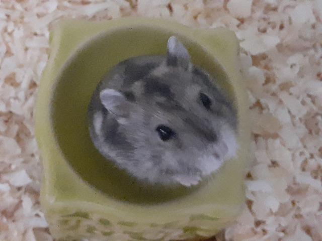 Hamster russo anão machos com aquario lindo - Foto 4