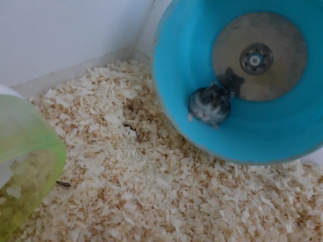 Hamster russo anão machos com aquario lindo - Foto 3