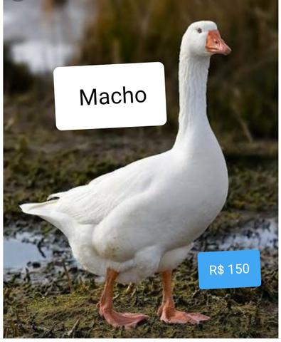 Ganso Fêmea e Macho - Foto 3