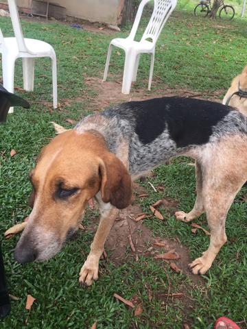 Cachorra americano - Foto 2