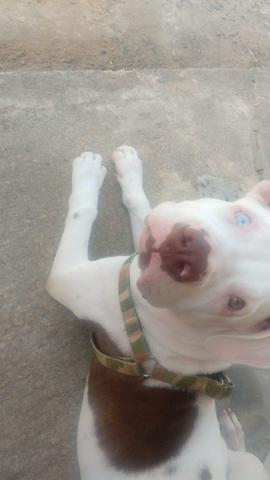 Cachorro raça Pitbull