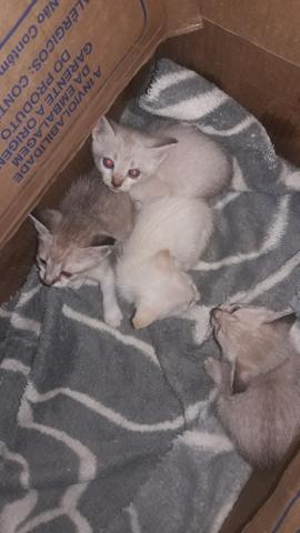 Doação de gatinhos zap *
